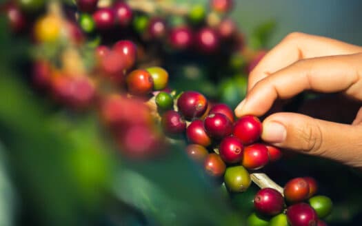 The Art of Coffee Making: A Journey Through Sakleshpur's Coffee Plantations