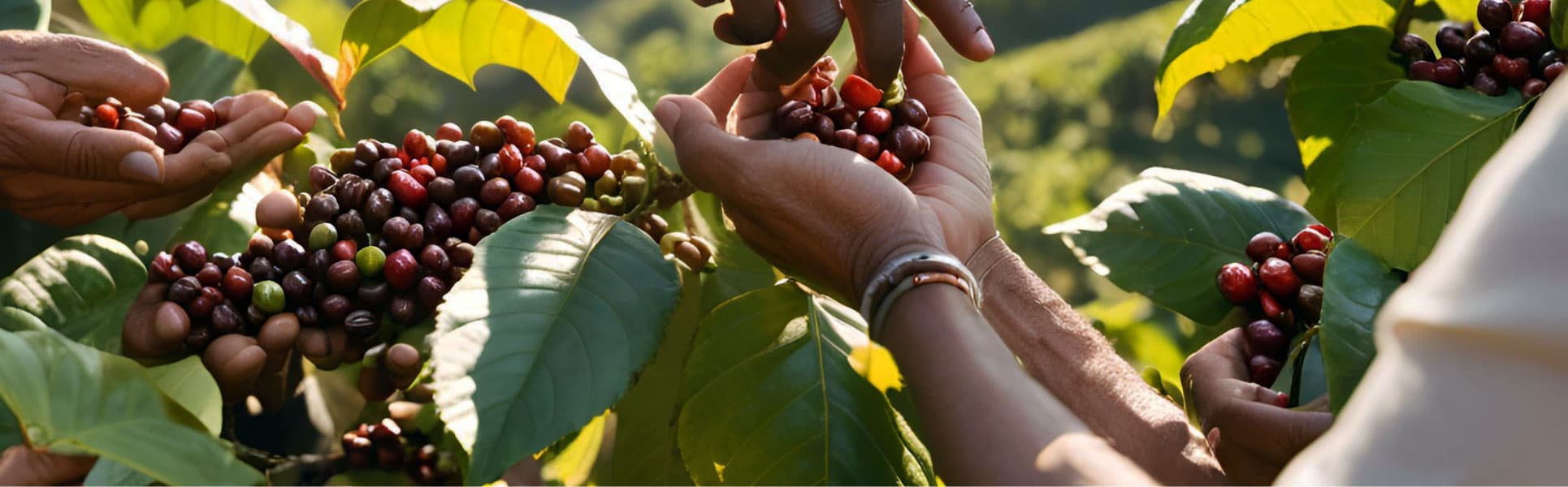 The Art of Coffee Making: A Journey Through Sakleshpur's Coffee Plantations