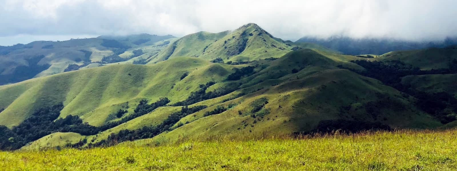 Why Managed Farmland Near Sakleshpur is the Ideal Investment for Busy Professionals