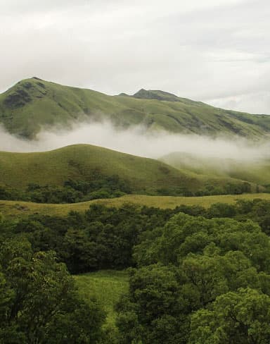 Why Managed Farmland Near Sakleshpur is the Ideal Investment for Busy Professionals