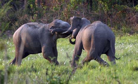Wildlife Wonders: Spotting Animals and Birds at Farmland in Sakleshpur