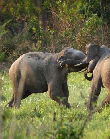 Wildlife Wonders: Spotting Animals and Birds at Farmland in Sakleshpur