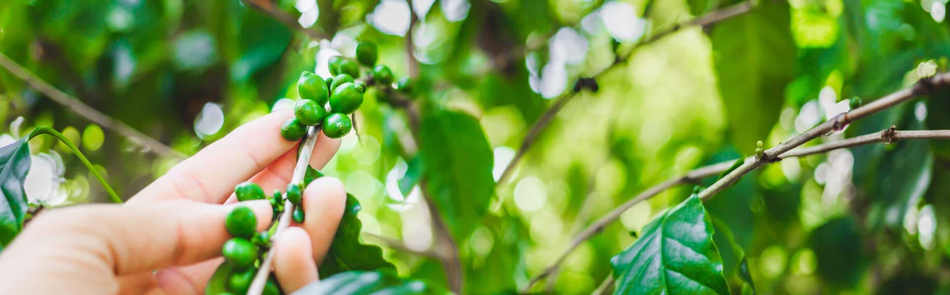 Farmland in Sakleshpur: A Photographer's Dream Destination