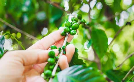 Farmland in Sakleshpur: A Photographer's Dream Destination