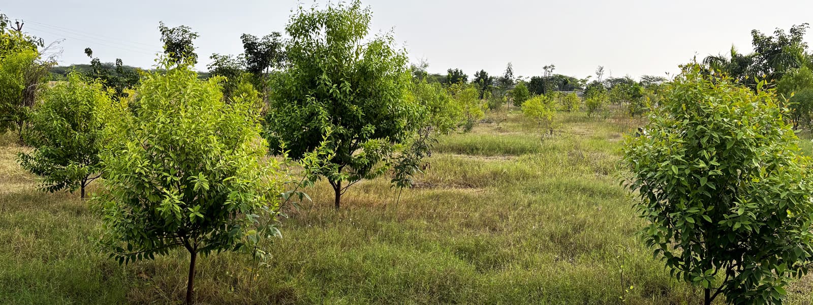 Sandalwood Plant Farming Guide: Turning Nature’s Green Gold into a Profitable Future