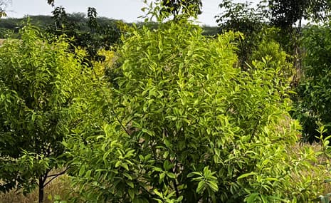 Sandalwood Plant Farming Guide: Turning Nature’s Green Gold into a Profitable Future