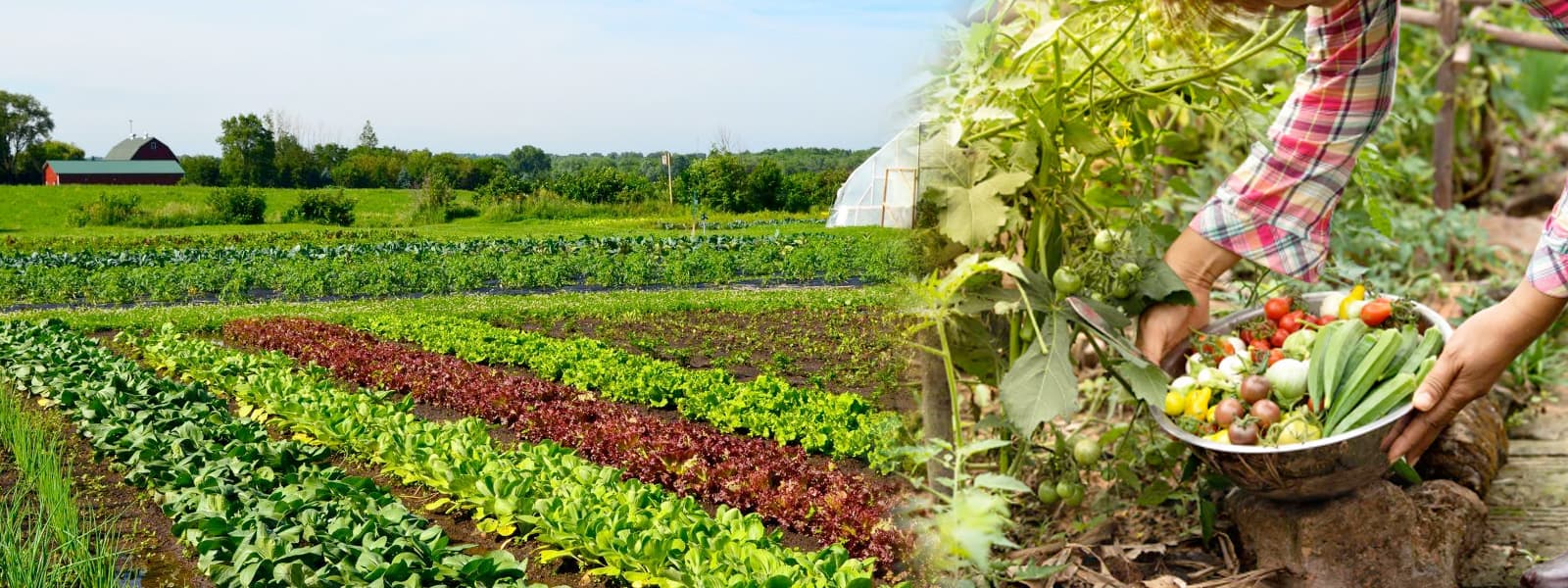 Organic Farming in Bangalore: Guide, Benefits & Tips