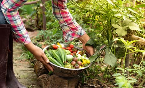 Organic Farming in Bangalore: Guide, Benefits & Tips