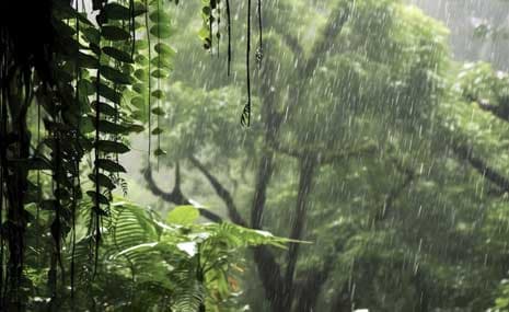 The Magic of Monsoon: Exploring Farmland in Sakleshpur During the Rainy Season